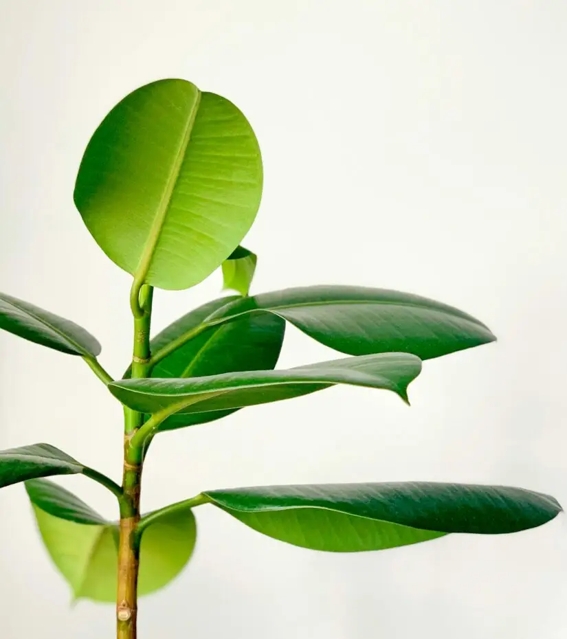 life transitions therapy timmins